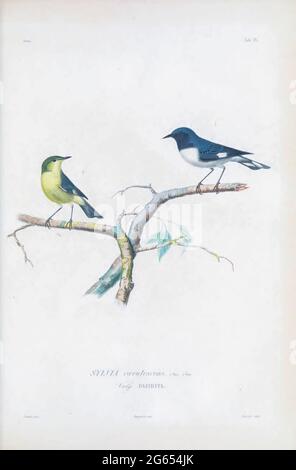 Black-throated blue warblers, illustration Stock Photo