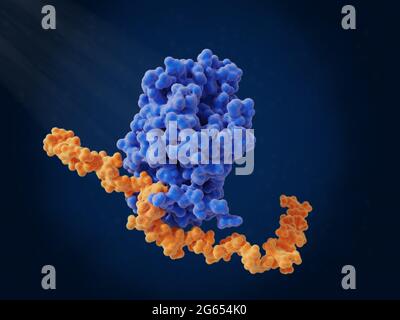 Heparin bound to antithrombin, molecular model Stock Photo