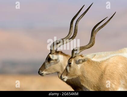 Addax antelope Stock Photo