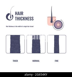 Hair thickness, illustration Stock Photo