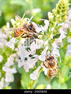Closeup of two Honey bees (Apis mellifera) foraging for nectar and pollen on the delicate white flowers of salvia.  Copy space. Stock Photo