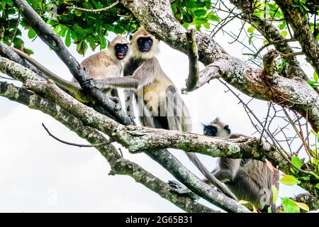 Aggressive Hanuman Monkeys in Sri Lanka Wild Stock Photo