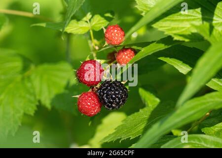 Wild Black Raspberries (Rubus occidentalis) , Thimbleberries,  Black Raspberry Stock Photo