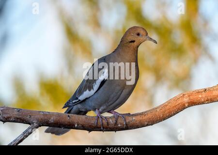 White-winged Dove, Bosque del Apache National Wildlife Refuge, New Mexico, USA. Stock Photo