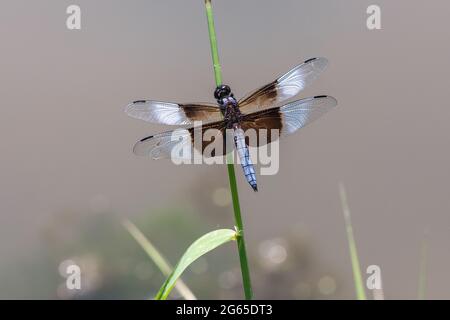 Male widow skimmer dragonfly (Libellula luctuosa) in Lee County Iowa Stock Photo