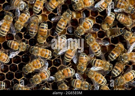 Honeybees (Apis mellifera) on honeycomb frame inside a beehive in SW Idaho. Stock Photo