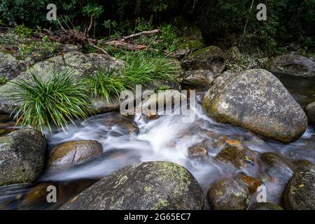 Mountain stream on Coachwood Pool walking track, Washpool National Park, New South Wales. Australia