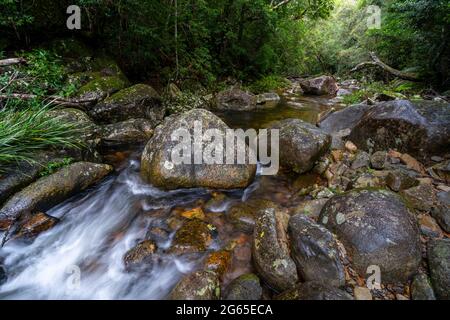 Mountain stream on Coachwood Pool walking track, Washpool National Park, New South Wales. Australia