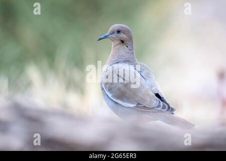 White-winged Dove, Bosque del Apache National Wildlife Refuge, New Mexico, USA. Stock Photo