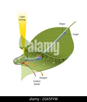 Leaf photosynthesis - Illustration Stock Photo