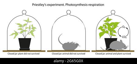 original bell jar experiment by joseph priestley