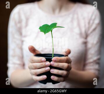 The girl is holding a black pot with a green plant on a dark background. Seedlings of cucumbers in a pot, ready for planting in the ground. Environmen Stock Photo