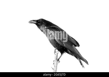 Common Raven, Bosque del Apache National Wildlife Refuge, New Mexico, USA. Stock Photo