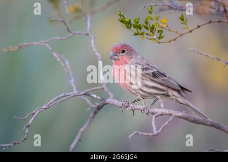 House Finch, Bosque del Apache National Wildlife Refuge, New Mexico, USA. Stock Photo