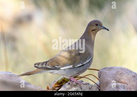 White-winged Dove, Bosque del Apache National Wildlife Refuge, New Mexico, USA. Stock Photo