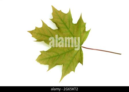 Ahorn, Acer, ist eine heimische Baumart. Maple, Acer, is a native tree species.