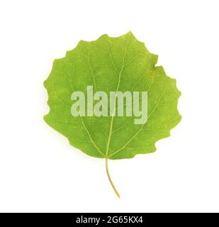 Espenblatt, Populus tremula, auch Zitterpappel genannt ist ein Laubholzgehoelz. Aspen leaf, Populus tremula, also called aspen is a hardwood. Stock Photo