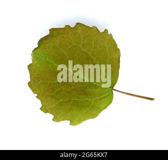 Espenblatt, Populus tremula, auch Zitterpappel genannt ist ein Laubholzgehoelz. Aspen leaf, Populus tremula, also called aspen is a hardwood. Stock Photo