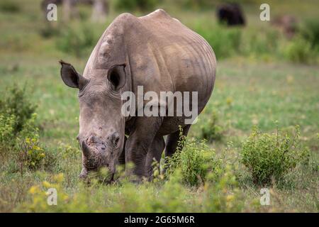 White rhino grazing in an open plain, South Africa. Stock Photo