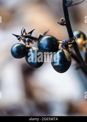 Shiny black berries on a black Mondo Grass plant , blurred brown black and white background Stock Photo