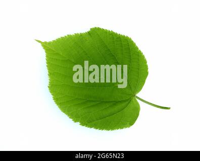 Winterlinde, Lindenbaum, Tilia Cordata, ist eine wichtige Heilpflanze  und wird in der Medizin verwendet. Linden tree, Tilia Cordata, is an important Stock Photo