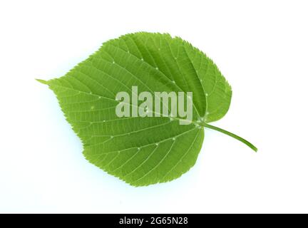 Winterlinde, Lindenbaum, Tilia Cordata, ist eine wichtige Heilpflanze  und wird in der Medizin verwendet. Linden tree, Tilia Cordata, is an important Stock Photo