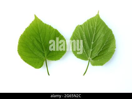 Winterlinde, Lindenbaum, Tilia Cordata, ist eine wichtige Heilpflanze  und wird in der Medizin verwendet. Linden tree, Tilia Cordata, is an important Stock Photo