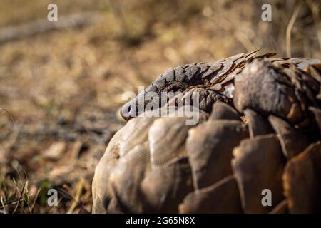 Ground pangolin rolling up in the grass in the WGR, South Africa. Stock Photo