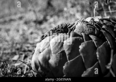 Ground pangolin rolling up in the grass in black and white in the WGR, South Africa. Stock Photo