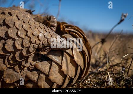 Ground pangolin rolling up in the grass in the WGR, South Africa. Stock Photo