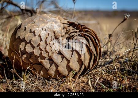 Ground pangolin rolling up in the grass in the WGR, South Africa. Stock Photo