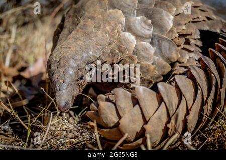 Ground pangolin rolling up in the grass in the WGR, South Africa. Stock Photo