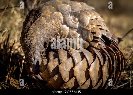 Ground pangolin rolling up in the grass in the WGR, South Africa. Stock Photo