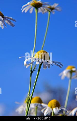 Lateral closeup view on a chamomile flower surrounded by others in soft focus with clear blue sky background. Stock Photo