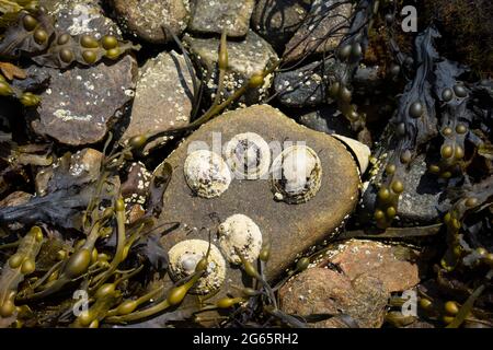 Limpets on a a stone at low tide, Scotland, UK. Stock Photo