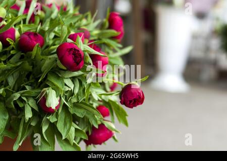 Three dark pink peonies flowers in a vase indoors. Spring flowers Stock Photo