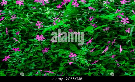 Blossom rose, nature backdrop background, beautiful fresh pink garden rose flowers Ahmed Arnaoty Stock Photo