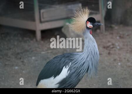 A close up of a bird Stock Photo