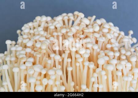 High angle view of enokitake mushrooms on gray background. Copy space. Stock Photo