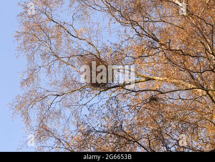 Witch’s broom growing on a silver birch (Betula pendula). These unnatural bundles of twigs growing from a single point are caused by the fungus Taphri Stock Photo