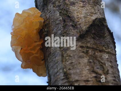 The  sporocarp, fruiting body, of a yellow brain fungus (Tremella mesenterica) growing on a dead silver birch (Betula pendula) tree trunk in damp wood Stock Photo