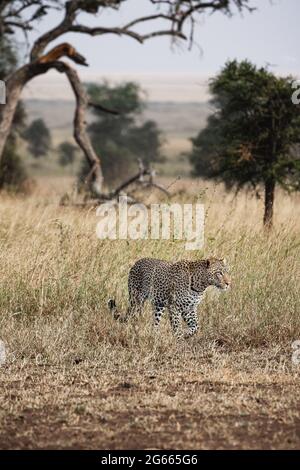 Animals in the wild - Leopard on a hunt in the Serengeti National Park, Tanzania Stock Photo