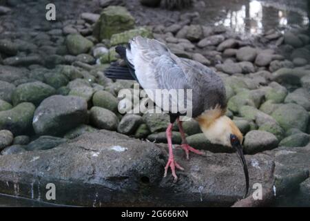 A bird standing on a rock Stock Photo