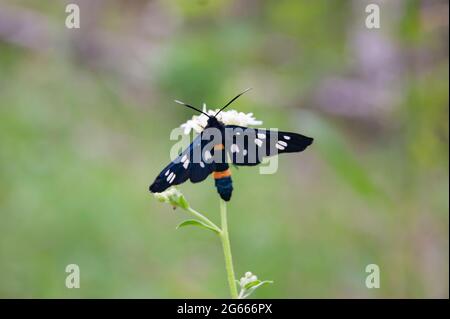 An insect with a striped belly and speckled wings. Eats a flower and admires the views of the forest. Natural background. Stock Photo