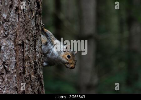 A grey squirrel hanging on to the side of a pine tree in sherwood forest, nottinghamshire. Stock Photo