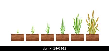 Vector illustration of stages of wheat seed growth. Cycle of growth of a wheat plant on a white background, organic products concept, eco. Seed grows Stock Vector