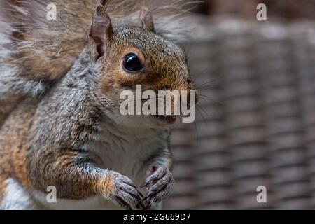 A close up picture of a grey squirrel at sherwood forest, nottingham with its mouth open Stock Photo