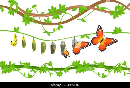 caterpillar to butterfly cartoon