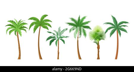 Palm trees flat color vector illustrations set Stock Vector