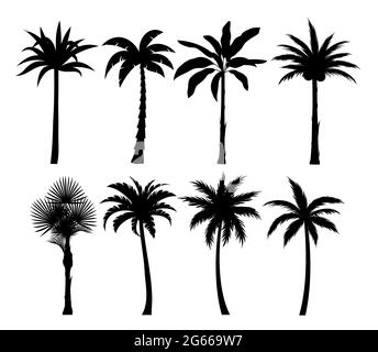 Palm trees silhouettes vector illustrations set. Exotic plants black simple isolated design elements pack. Leaves and trunks shapes collection on Stock Vector